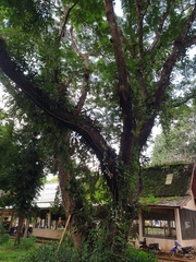 Aeschynanthus fulgens