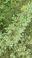 Phyllanthus reticulatus