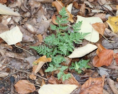 Asplenium adiantum-nigrum