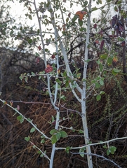 Ceanothus leucodermis