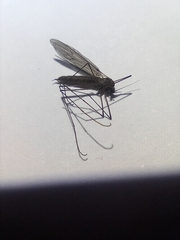 Trichocera annulata