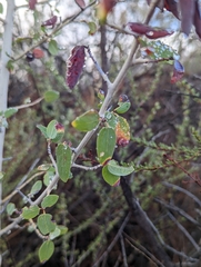 Ceanothus leucodermis