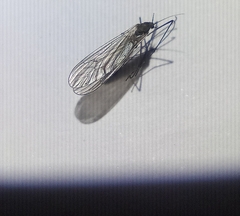 Trichocera annulata