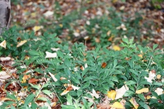 Ruscus hypoglossum