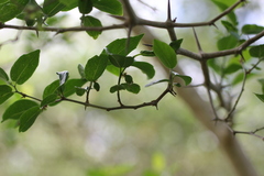 Celtis tala