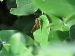 Hesperiinae