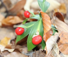 Ruscus hypoglossum
