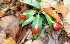 Ruscus hypoglossum