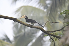 Anthracoceros coronatus