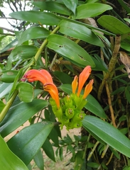 Aeschynanthus fulgens