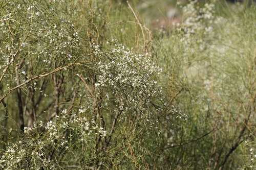 Retama rhodorhizoides