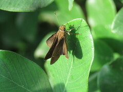 Hesperiinae