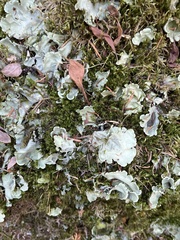 Peltigera leucophlebia