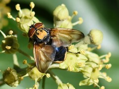 Phasia aurigera