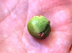 Andricus infectorius