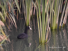 Fulica atra