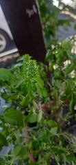 Ocimum basilicum