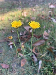 Hieracium venosum