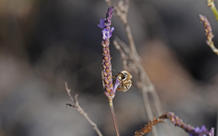 Eucera gracilipes