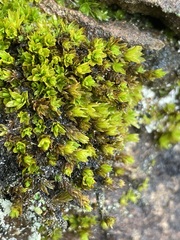 Encalypta streptocarpa