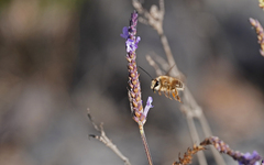 Eucera gracilipes