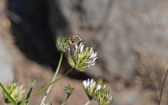 Eucera gracilipes