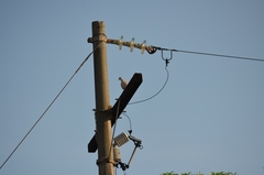 Streptopelia decaocto