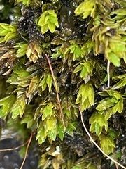 Encalypta streptocarpa