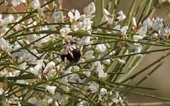 Bombus terrestris canariensis