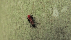 Thanasimus formicarius