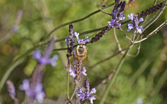 Eucera gracilipes