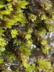 Encalypta streptocarpa