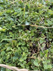 Medicago lupulina