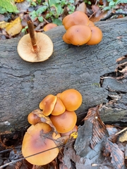 Galerina marginata