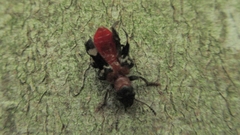 Thanasimus formicarius