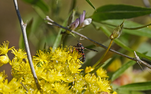 Physocephala biguttata