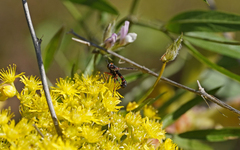 Physocephala biguttata