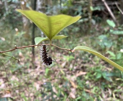 Kaniska canace