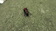 Thanasimus formicarius