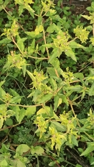 Melochia corchorifolia