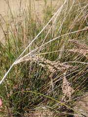 Juncus maritimus