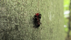 Thanasimus formicarius