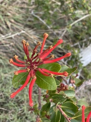 Embothrium coccineum