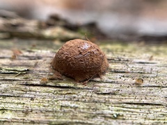 Reticularia