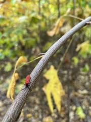 Dictyoptera aurora