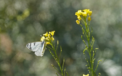 Euchloe eversi