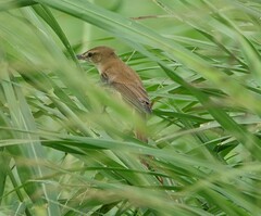 Acrocephalus orientalis