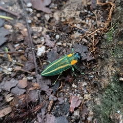 Chrysodema