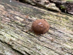Reticularia