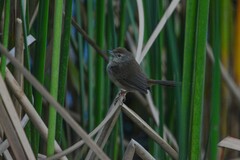 Acrocephalus dumetorum